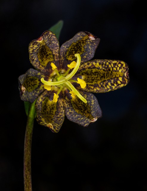 Frittilaria affinis - Chocolate Lily 15-8224.jpg